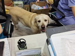 -瑞派名望24h动物医院异宠专科·猫专科·骨科·重症监护分院