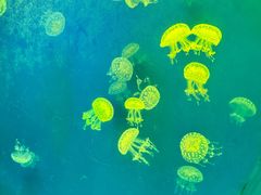 -海合安武汉极地海洋公园
