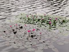 -荔湾湖公园