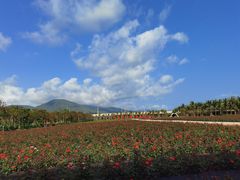 -亚龙湾国际玫瑰谷