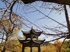 -千年银杏谷文化旅游区