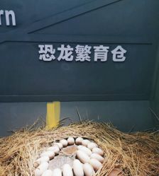 -恐龙探索乐园(磁器口店)