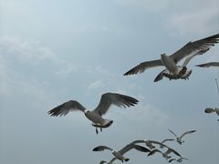 -海驴岛(荣成市)