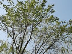 -大兴滨河森林公园