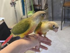 -吉丁鸟咖·异宠·寄养