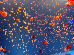 -多彩贵州城极地海洋世界