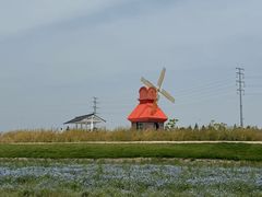 -杭州湾海上花田景区
