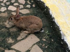 -欢乐松鼠谷