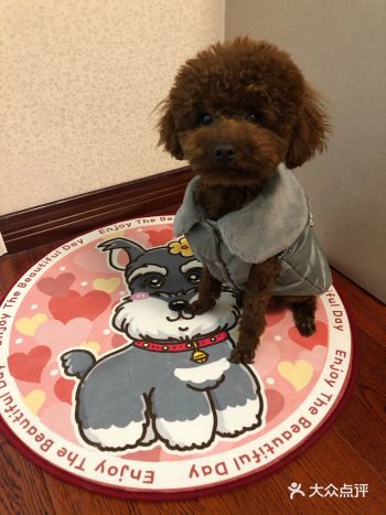 在老板娘丽丽的巧手之下,小家伙也俊俏了许多