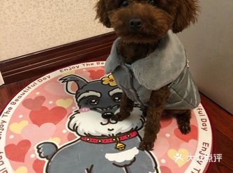 在老板娘丽丽的巧手之下，小家伙也俊俏了许多