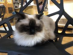 -滚猫咖啡·猫咖·猫友好撸猫(未来城店)