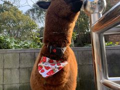 -上海崇明金茂凯悦酒店