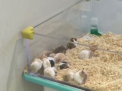 -怪兽屋·羊驼·猫咖·狗咖(俊华广场店)