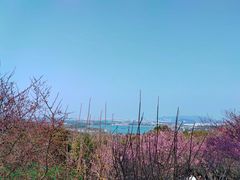 -香雪海