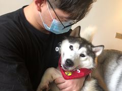 -Husky Go! 哈士奇体验馆·宠物咖啡厅狗咖