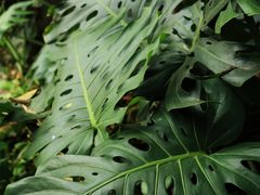 -荷花温泉