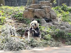 -中国大熊猫保护研究中心雅安碧峰峡基地