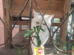 -喵屿·大理花园猫咖