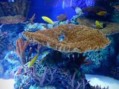 -上海海洋水族馆