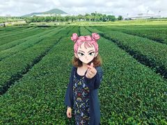 -雪绿茶博物馆