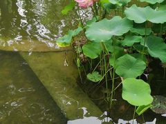 -陈家山荷花公园