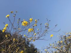 -狐尾山公园