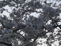 -武汉大学-樱园