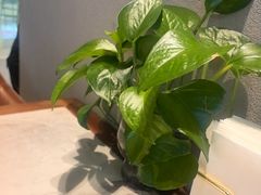 -船歌·鱼水饺青岛菜(太阳宫凯德MALL店)