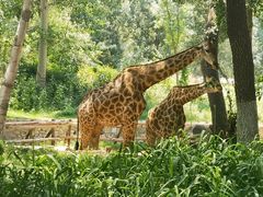 -北京野生动物园