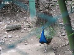 -藏龙百瀑风景区