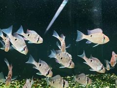 -青石桥花鸟鱼虫市场(叠翠城店)