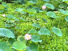 -荔湾湖公园
