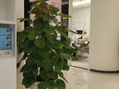 -柏乐口腔(南宁总院)