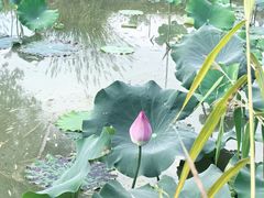 -西安浐灞国家湿地公园