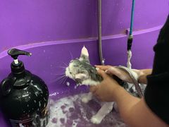 -小呆的宠物店·宠物售卖·宠物寄养(城西店)