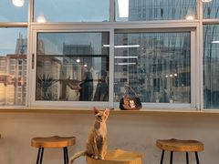 -Heymao猫咖.咖啡厅(东门店)