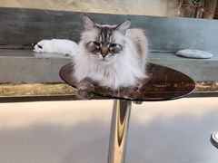 -共舞时光猫咖·狗咖(新街口店)