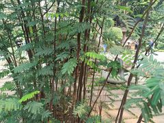-中国科学院西双版纳热带植物园