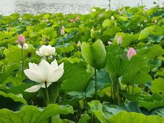 -莲花池公园