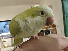 -深圳鸟咖鹦花岛