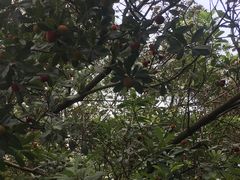 -大屏嶂森林公园
