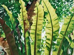 -铁山坪森林公园