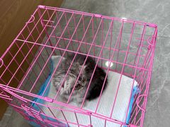 -pd派德宠物中心医院24H急重症·眼科中心·血液透析中心(嵩山北路店)