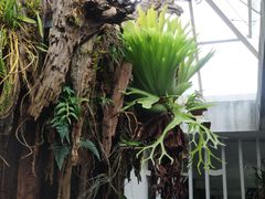 -昆明植物园