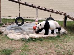 -石家庄市动物园