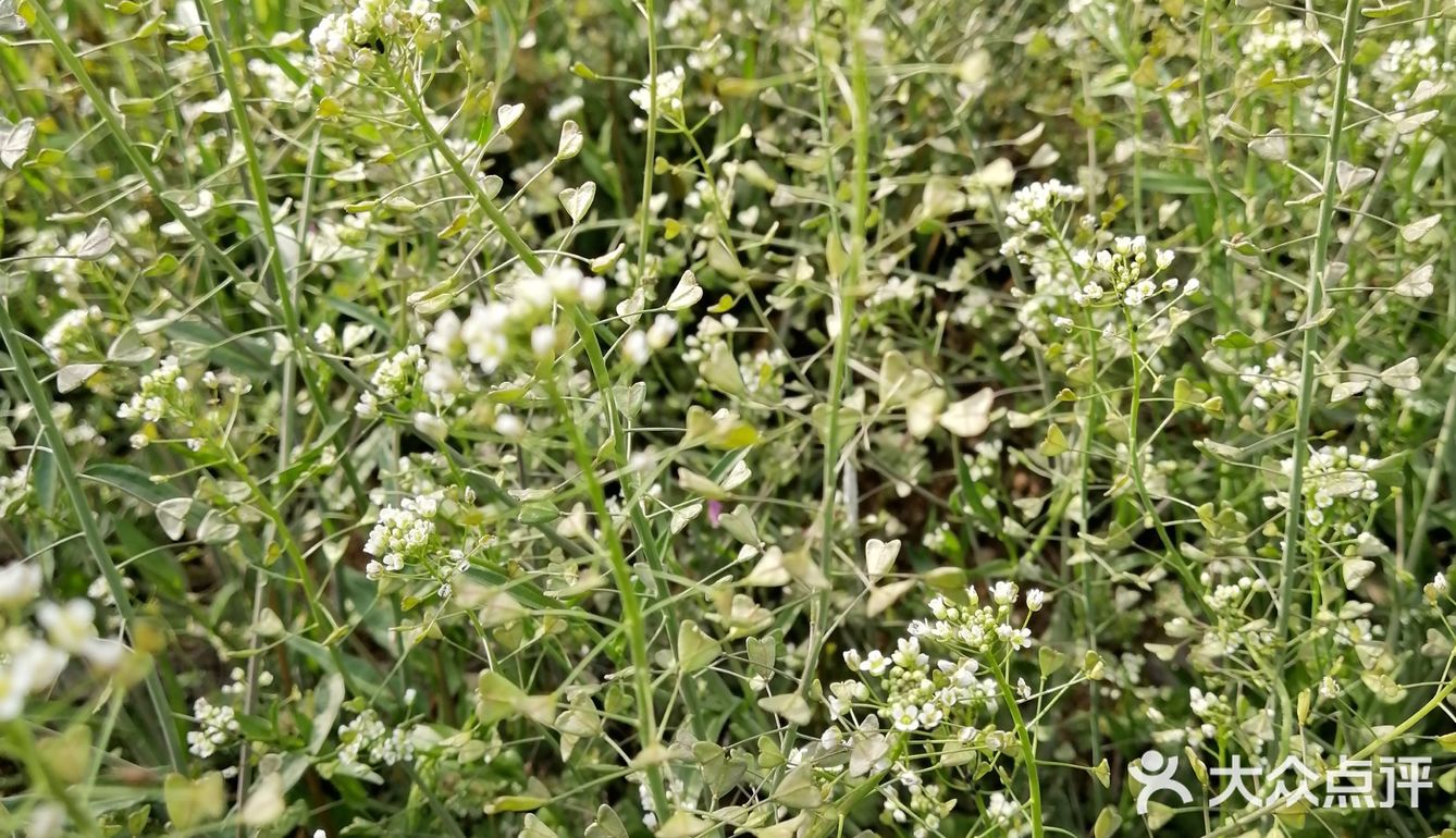 每过阳春三月野生的荠菜就要开花变老