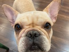 -柯斗斗主题餐厅·狗咖·围炉煮茶·茶饮(国瑞升平里店)