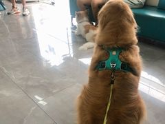 -虹泰宠物医院 ·旗舰店·24h(南秀路店)
