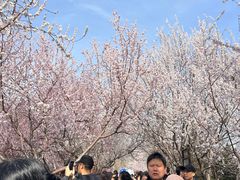 -桃花堤公园