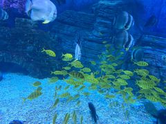 -烟台海昌鲸鲨海洋公园